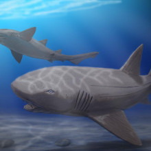 Artist's impression of Ptychodus mortoni - a giant durofagous shark from Late Cretaceous Artist's impression of Ptychodus mortoni - a giant durofagous shark from Late Cretaceous