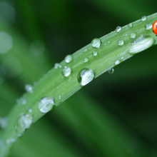 A drop of water on a leaf.