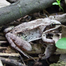 Wood frogs can survive freezing