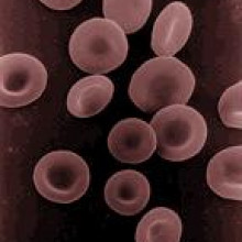 Red Blood Cells