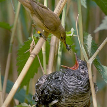 A Reed Warbler feeding a Common Cuckoo