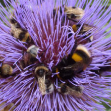 A swarm of different bumblebee species all feeding on the huge flower of a cardoon.