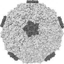 The rhinovirus - this is the outer coat or capsid of rhinovirus 16, one of the causes of the common cold.