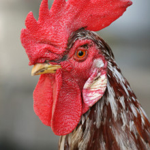 An adult male chicken, the rooster has a prominent fleshy crest on his head called a comb and hanging flaps of skin on either side under his beak called wattles.