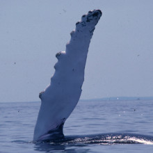 A Humpback Whale fin