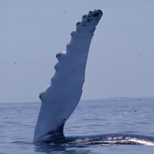 A Humpback Whale fin A Humpback Whale fin