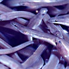 Juvenile american eels