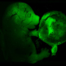 In vivo cell reprogramming Cells reprogrammed in living mice, labelled with green fluorescent protein (GFP) and added to a developing embryo can contribute to all of the tissues of the developing animal, including the placenta.