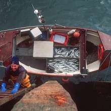 The South-West mackerel handline fishery in the UK  first certified in 2001  now supplies fresh fish to UK supermarkets and restaurants, including celebrity chef Jamie Olivers Fifteen restaurant in London.
