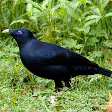 Male Satin Bowerbird, Ptilonorhynchus violaceus