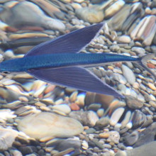 The flying fish Exocoetus volitans