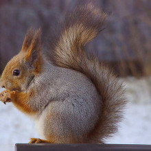 Sciurus vulgaris, a European squirrel