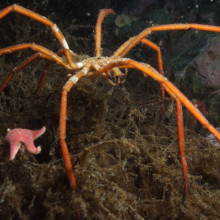 Sea Spider - Pycnogonid