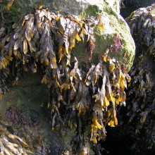 Seaweed in UK