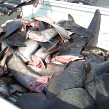 Shark fins M Shivji Guy Harvey Research Institute