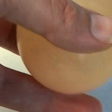 Shelless Egg teaser