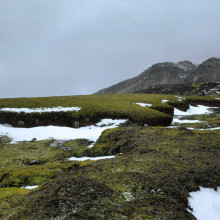 Signy Island Moss bank, Antarctica