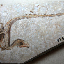 Sinosauropteryx type specimen with filament impressions, Inner Mongolia Museum