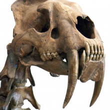 The head of a Smilodon, a sabre toothed cat.