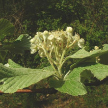 Common Whitebeam flowers