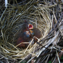 Infant Lincoln's Sparrows