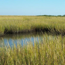 The coast of Louisiana is a deltaic system built of sediment transported from all over the United States by the Mississippi River. The river carries this sediment load to the coast where it settles out and forms sediment lobes or land.