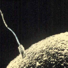 A sperm and egg meeting