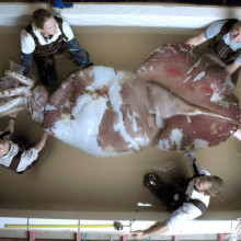 Colossal Squid Dissection