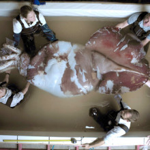 Colossal Squid Dissection Colossal Squid Dissection