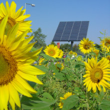 Solar panel in sunflower field, Buerstadt, Germany.