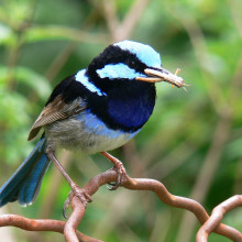 The Superb Blue Fairy Wren is a small Australian Passerine of the fammily maluridae