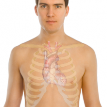 Surface anatomy of the heart