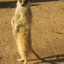 A meerkat in the Kalahari desert