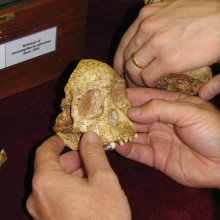 The face of the Taung Child.