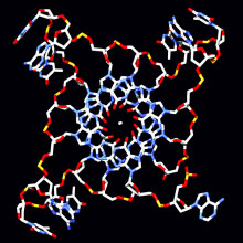 Quadruplex DNA