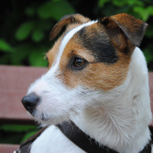 A terrier pet dog