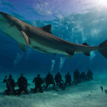 Tiger Shark dive tourism