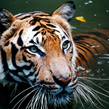 Malayan Tiger