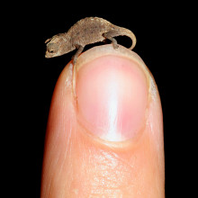 brookesia micra