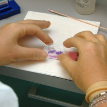 Preparing a tissue sample on a slide Preparing a tissue sample on a slide