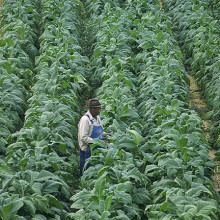 Willie Greeninge checks on his tobacco plants at his farm in Chatham, VA.