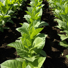 Tobacco plants