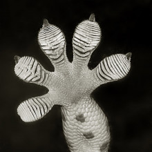 A Gecko foot, showing the sticky pads which are so interesting