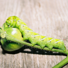 Tobacco Hornworm Caterpillar, feeding on tomato plants