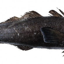 Patagonian toothfish, Dissostichus eleginoides