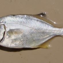 Trachinotus carolinus from the Patos Lagoon Estuary, Rio Grande do Sul, Brazil, photographed in February 2010.