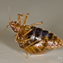 One bedbug (''Cimex lectularius'') traumatically inseminates another