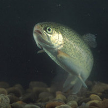 Trout are vulnerable to eye fluke parasites, which cause catarracts. Blinded, the fish cannot hide from predating birds and also alter their skin pigmentation to become much more silver, making them easier to catch.