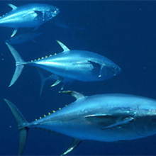 Yellowfin tuna, Thunnus albacares