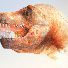 Figure 2 - Hypothesized reconstruction of the Trichomonas-like infection of a Tyrannosaurus rex. Parasites have plagued vertebrates for a very, very long time. They have co-evolved with us and our evolutionary ancestors over many millions of years.